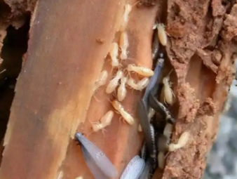 重庆白蚁防治公司分享地下室防潮防虫一体化治理，解决地下空间白蚁顽疾